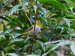 Zosterops erythropleurus