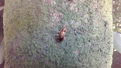 Celatoblatta undulivitta