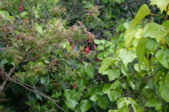 Fuchsia magellanica