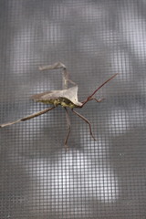 Acanthocephala declivis