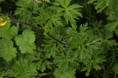 Ranunculus caucasicus