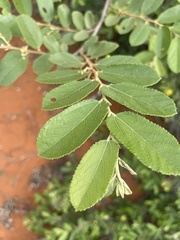 Grewia bicolor