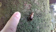 Celatoblatta undulivitta