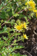 Berkheya maritima