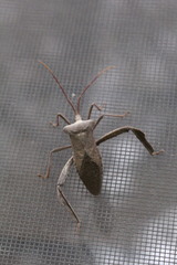 Acanthocephala declivis