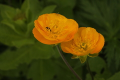 Ranunculus caucasicus