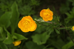 Ranunculus caucasicus