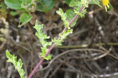 Berkheya maritima