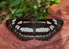 Neptis jumbah nalanda