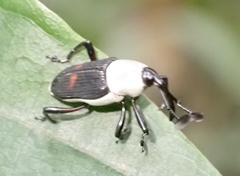 Cercidocerus albicollis