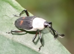 Cercidocerus albicollis