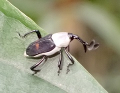 Cercidocerus albicollis
