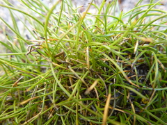 Schoenus breviculmis