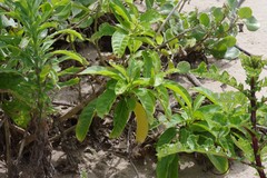 Cestrum laevigatum