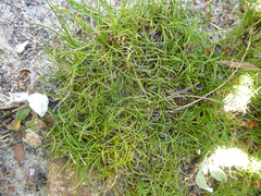 Schoenus breviculmis