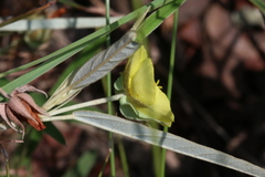 Melhania prostrata