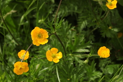 Ranunculus caucasicus