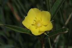 Melhania prostrata