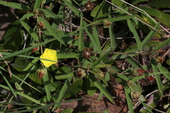 Melhania prostrata