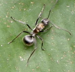 Polyrhachis militaris