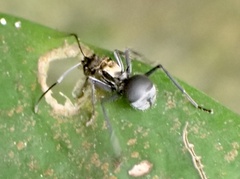 Polyrhachis militaris