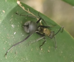 Polyrhachis militaris