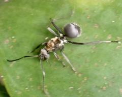 Polyrhachis militaris