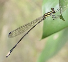 Pseudagrion melanicterum