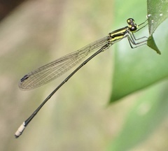 Pseudagrion melanicterum
