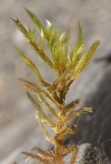 Tomentypnum nitens