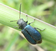 Buphonella nigroviolacea