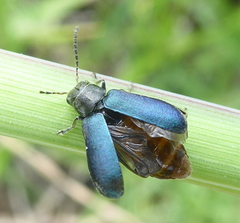 Buphonella nigroviolacea