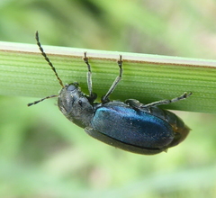 Buphonella nigroviolacea