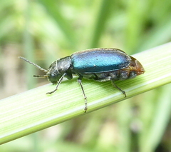 Buphonella nigroviolacea