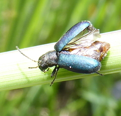 Buphonella nigroviolacea