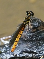 Chlorocypha luminosa