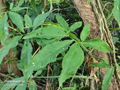 Syngonium angustatum