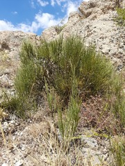 Ephedra major