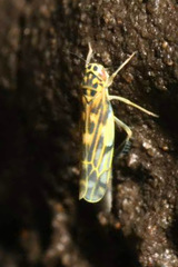 Eupteryx urticae