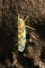 Eupteryx urticae