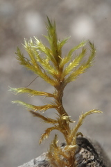 Tomentypnum nitens