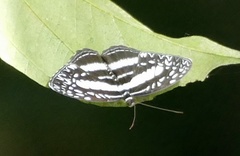 Pseudoneptis bugandensis