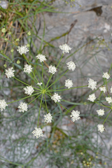 Bunium bulbocastanum