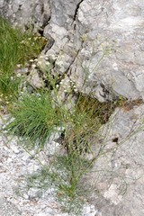 Bunium bulbocastanum