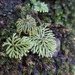 Canalohypopterygium tamariscinum - Photo (c) jandkmorison,  זכויות יוצרים חלקיות (CC BY-NC), uploaded by jandkmorison