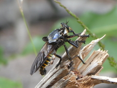 Blepharotes splendidissimus