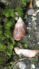 Lissachatina fulica