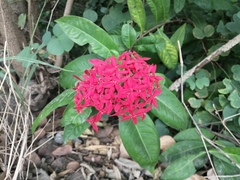 Ixora casei