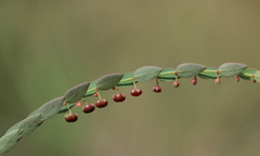 Phyllanthus parvulus