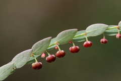Phyllanthus parvulus